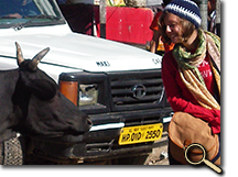 Erica Fox with cow in India photo