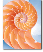 image of seashell