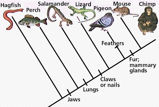 CLADISTICS And CLADOGRAMS