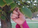 Tagging A Leaf