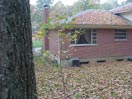 Tulip Tree