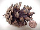 Scotch Pine Cone