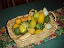 Squash Biodiversity