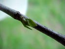 Bud Sprouting