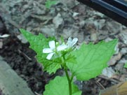 Snakeroot