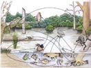 Wetlands Food Web