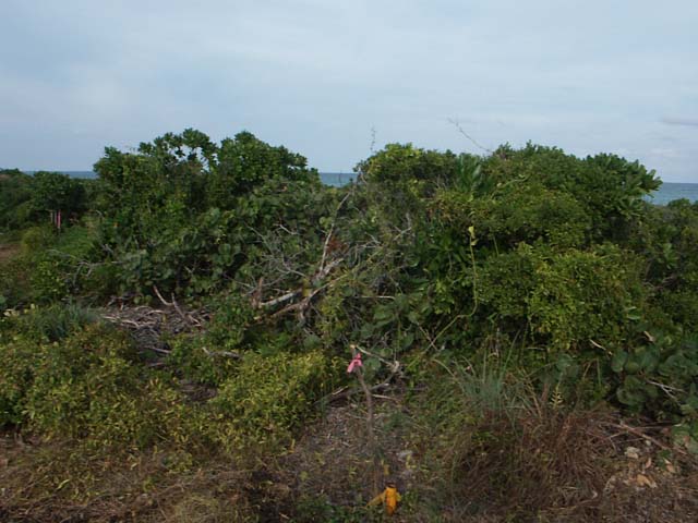PICT0241