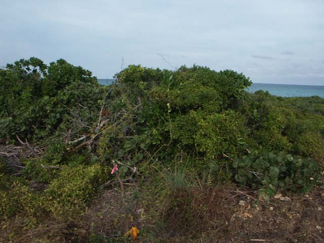 PICT0243