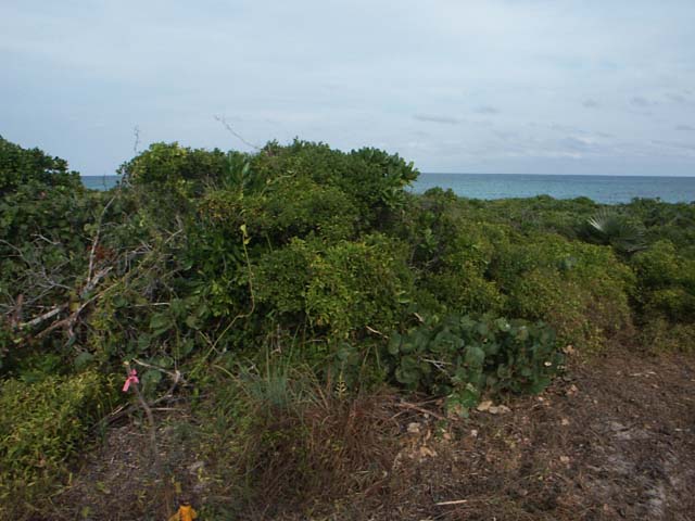 PICT0245