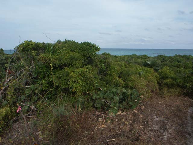 PICT0246