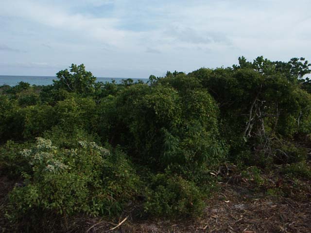 PICT0258