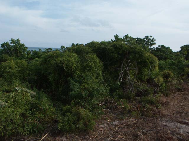 PICT0260