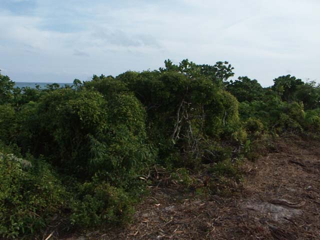 PICT0261