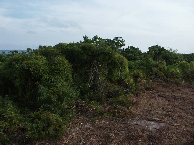 PICT0262