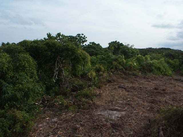 PICT0264