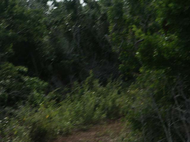PICT0294