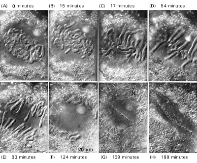 Figure 18-9. The course of mitosis in a typical plant cell.