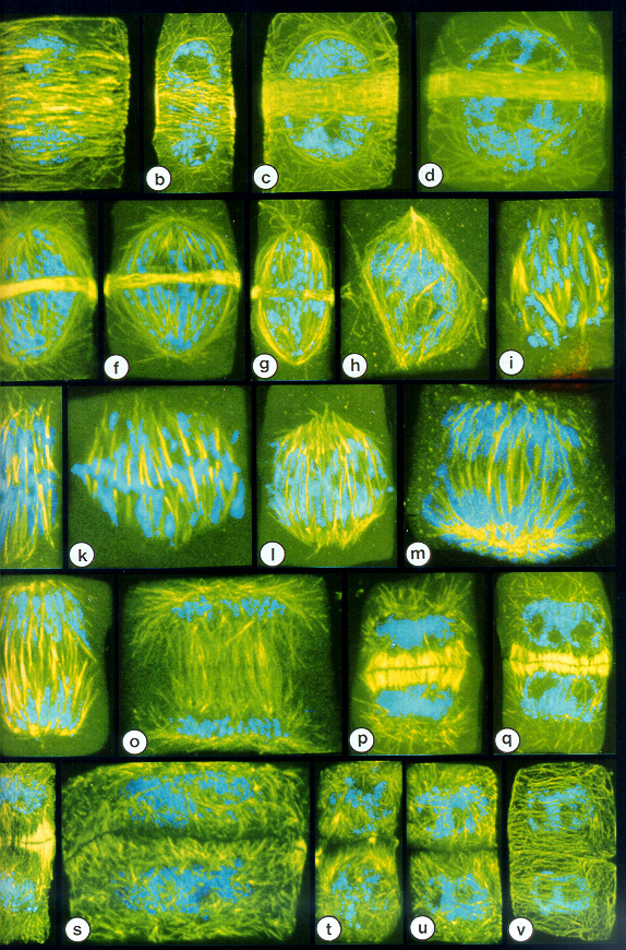 golgi apparatus structure and function animation