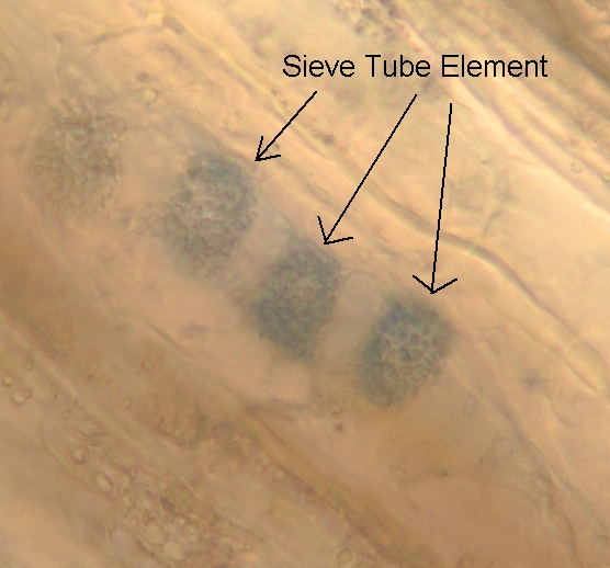 plant extracellular matrix histology