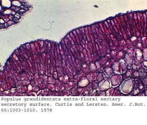 Anat0589