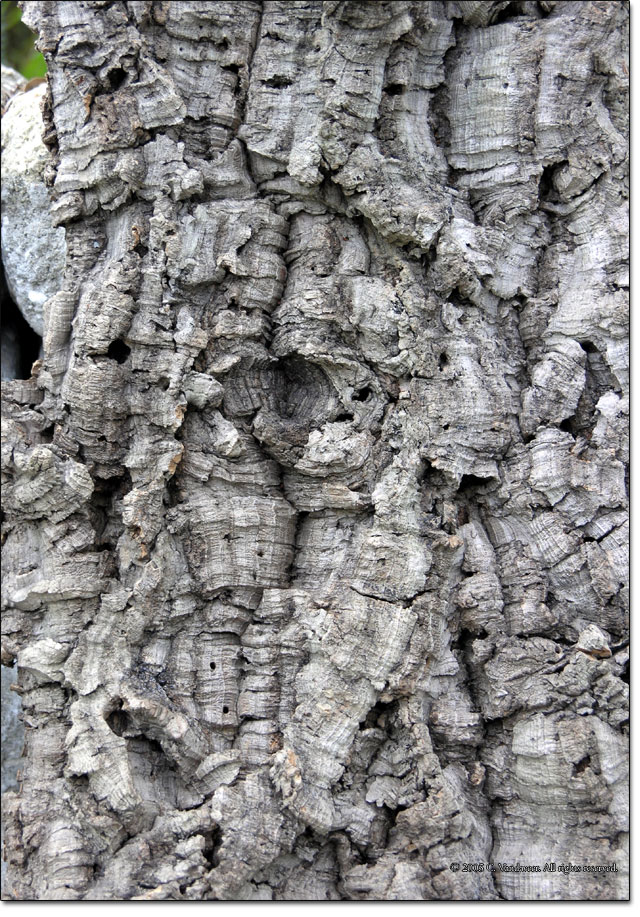 Cork from Quercus suber Linnaeus
