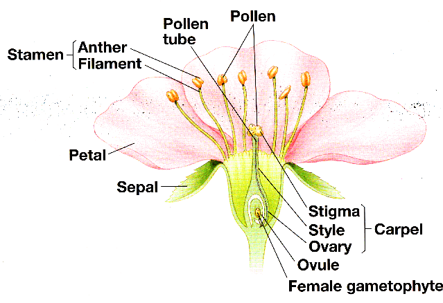 What Is The Meaning Of Floral Primordium What Is The Meaning Of Floral Primordium