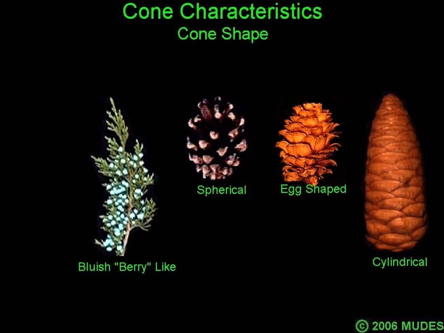 Gymnosperm Cones & Seeds