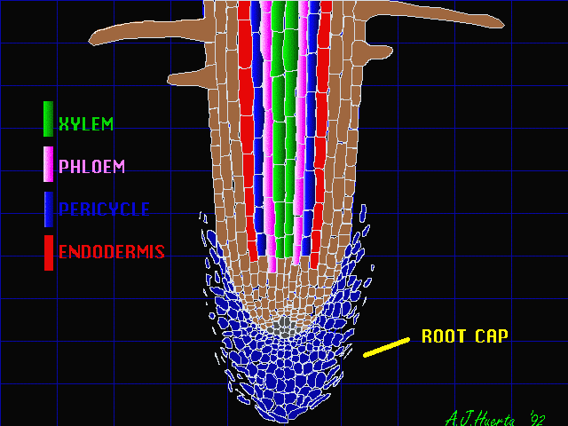 Image result for root  animation gif