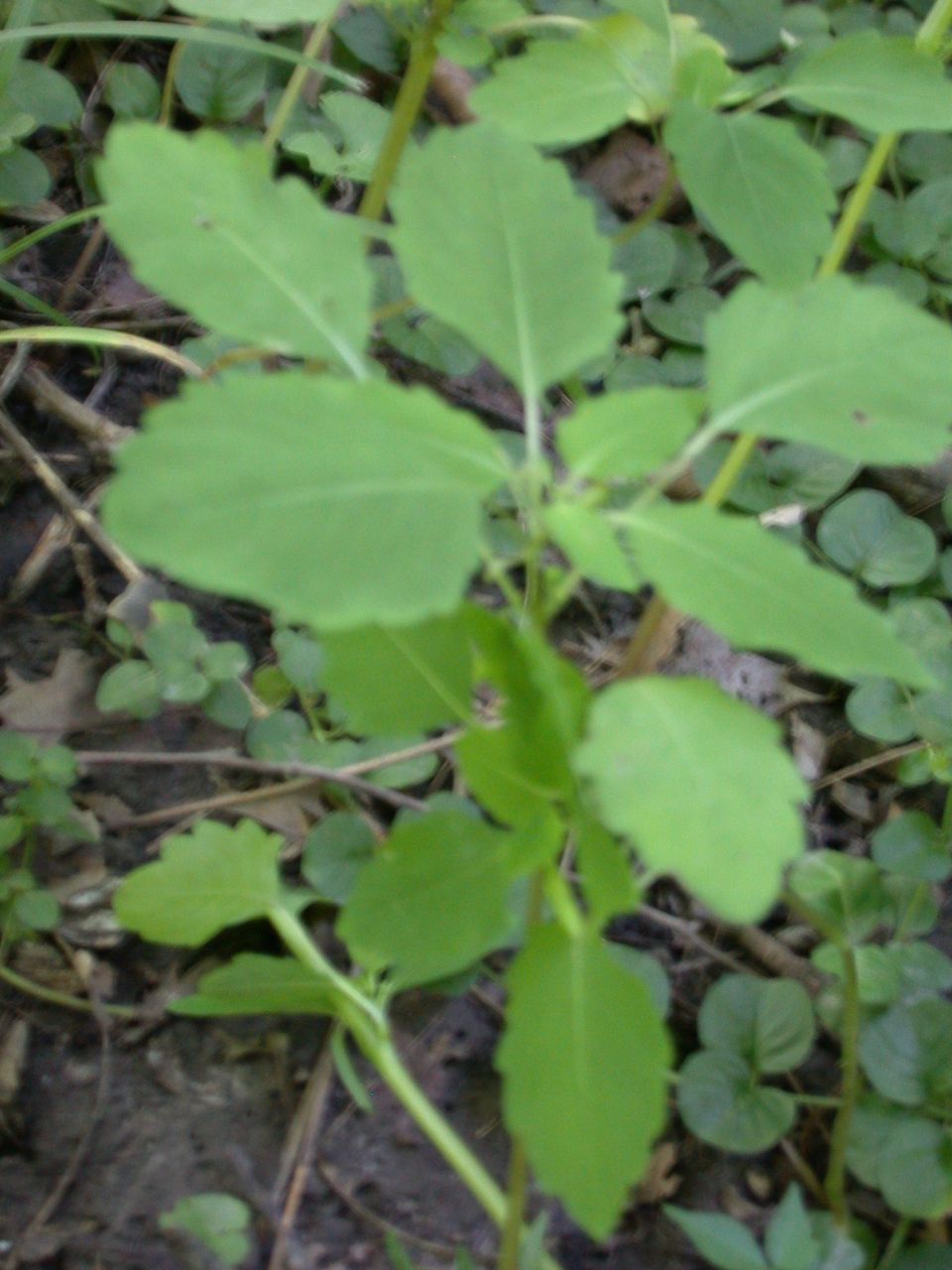 DSCN4106.JPG