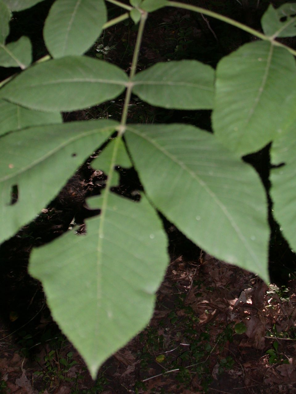 DSCN4115.JPG