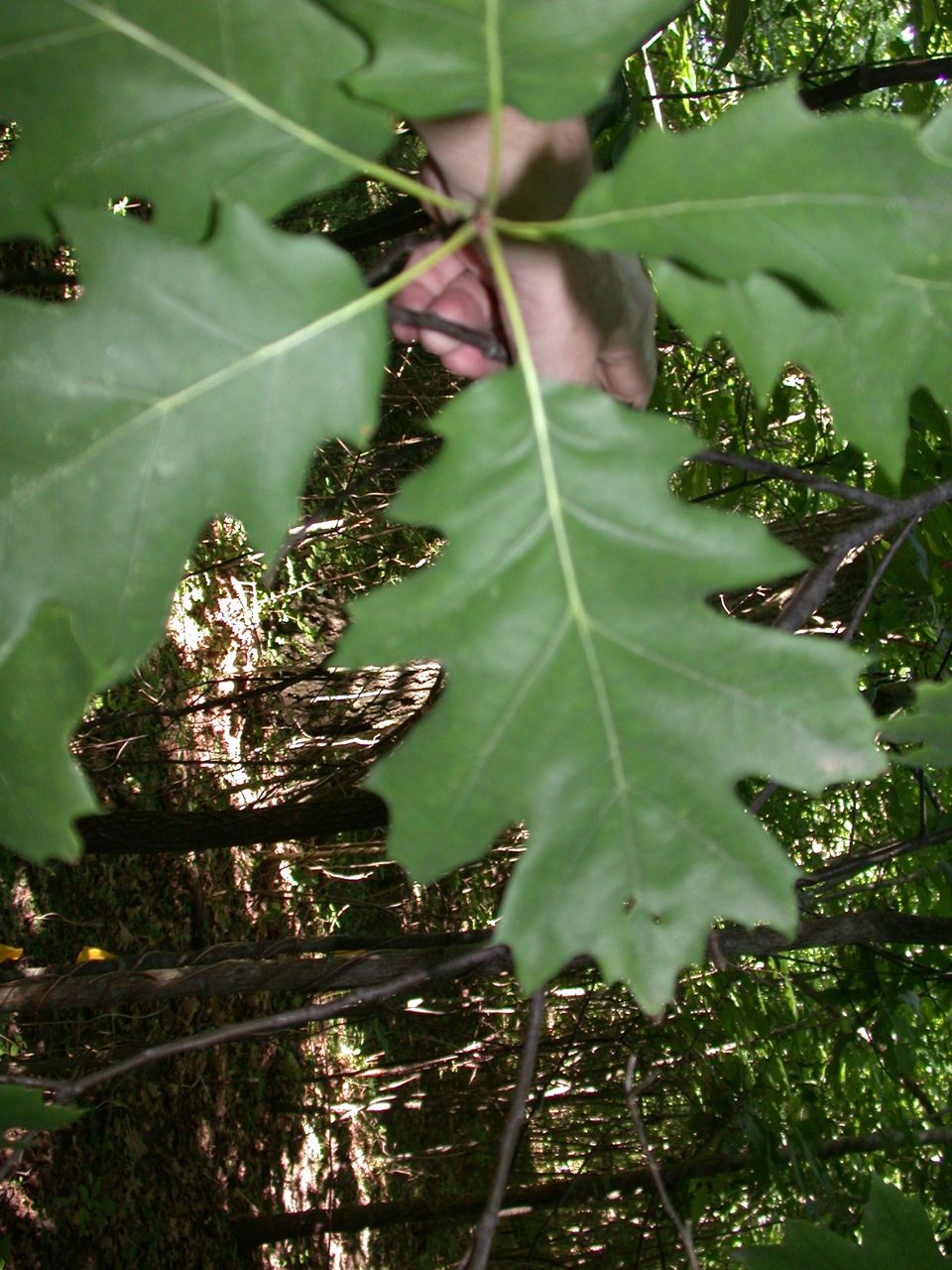 DSCN4116.JPG