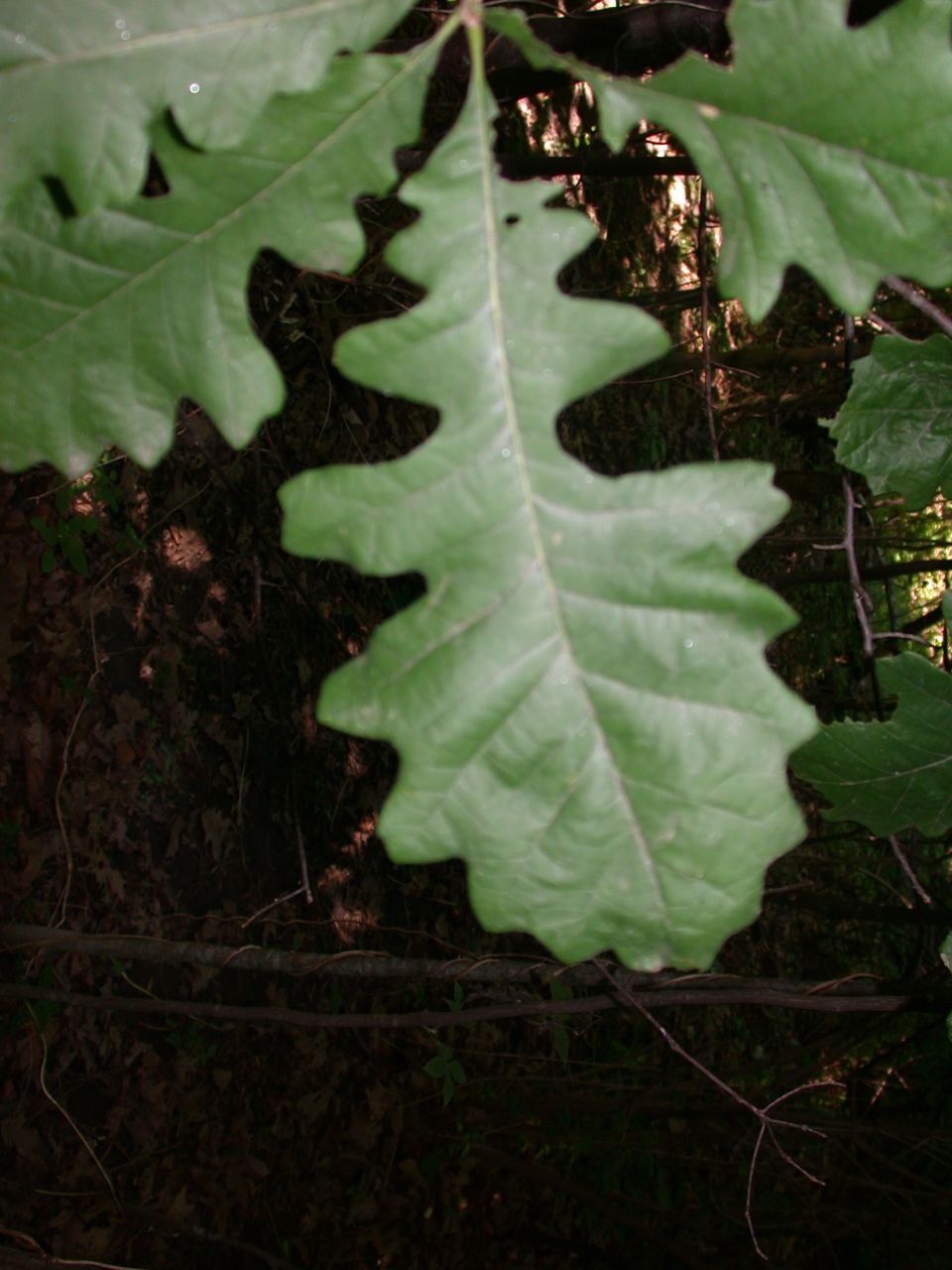 DSCN4117.JPG