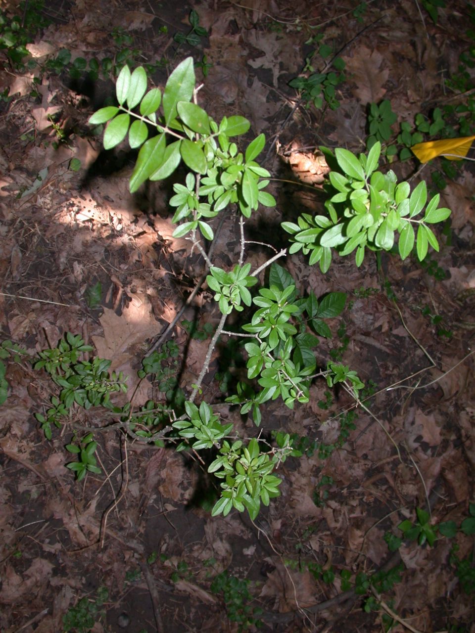 DSCN4118.JPG