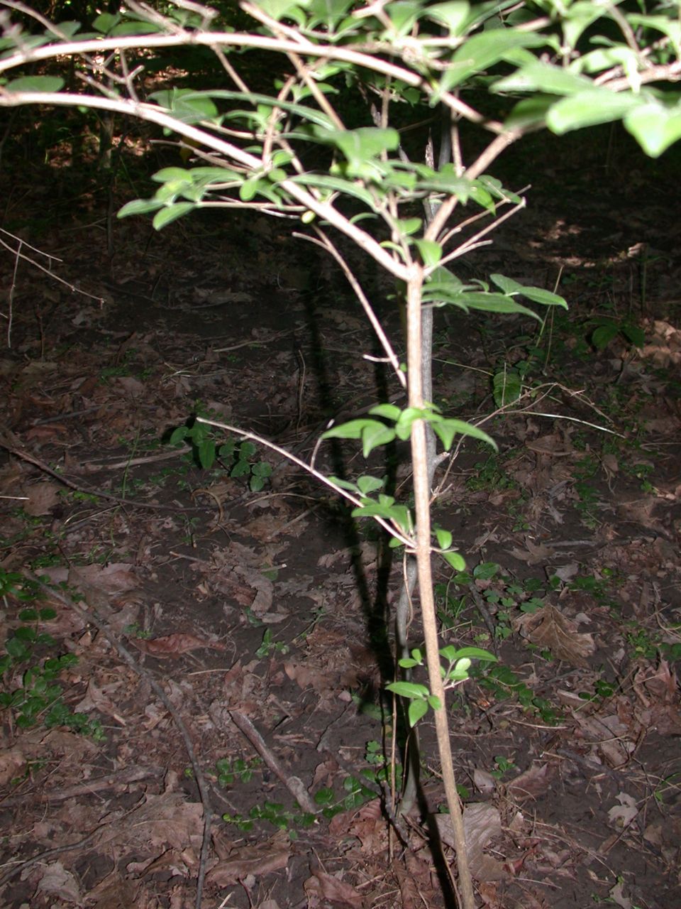 DSCN4120.JPG