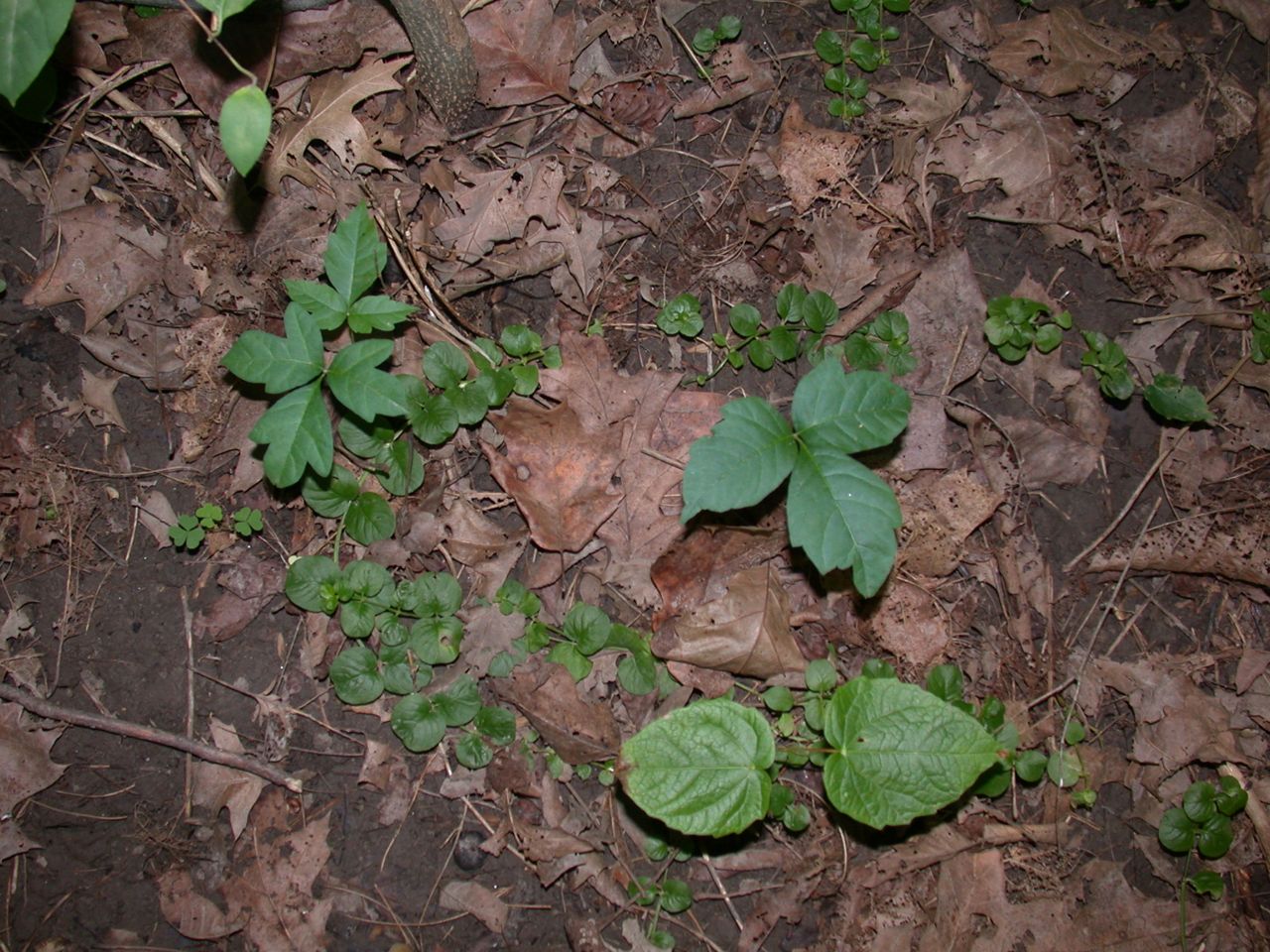DSCN4121.JPG