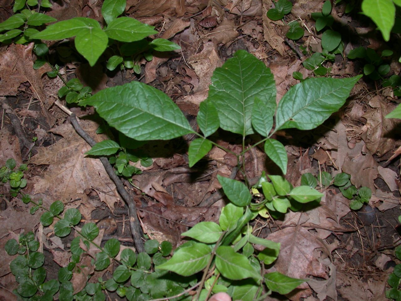 DSCN4122.JPG