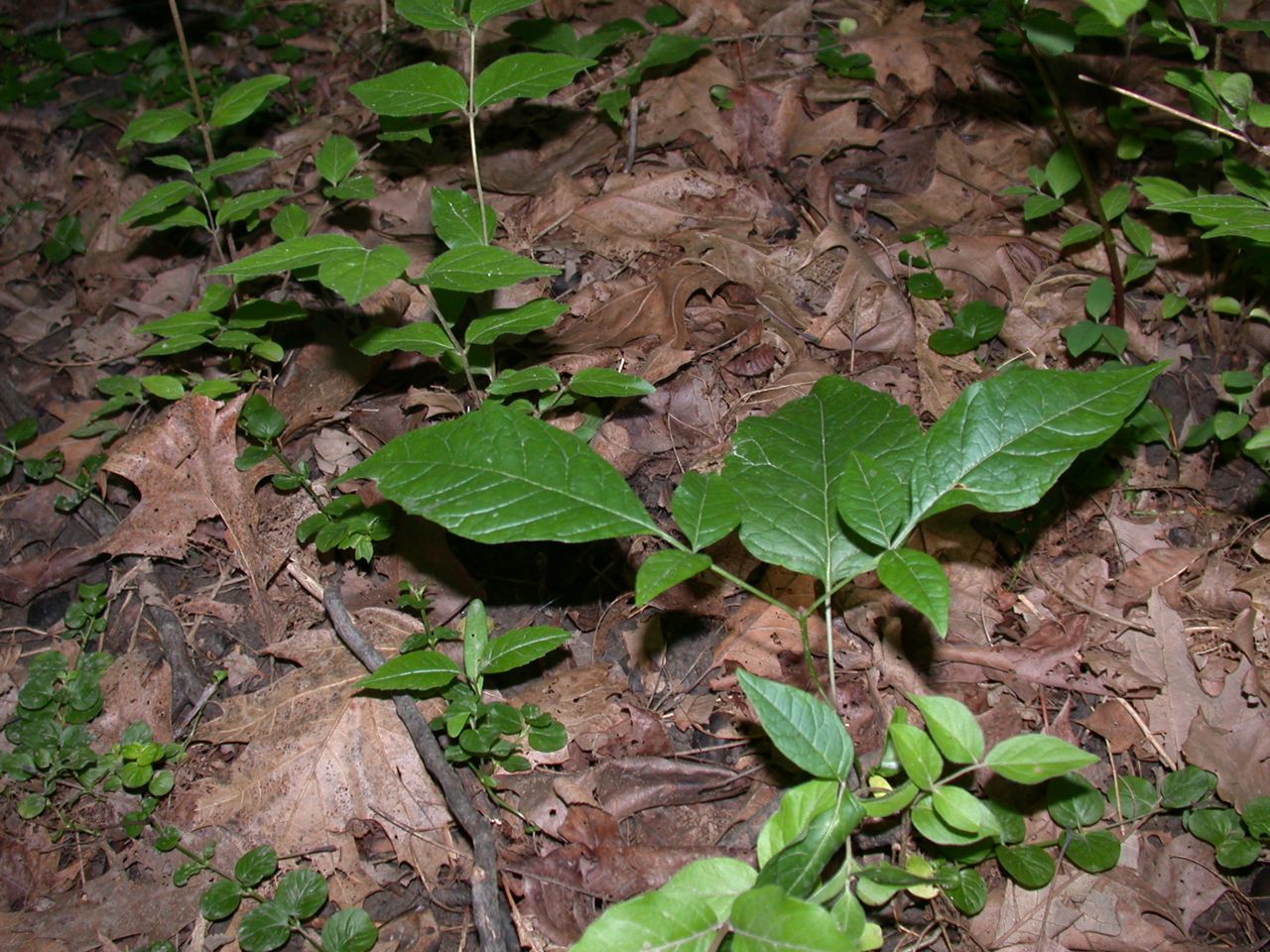 DSCN4123.JPG