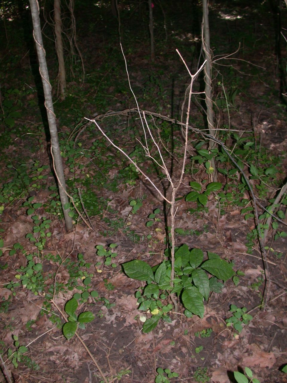 DSCN4124.JPG