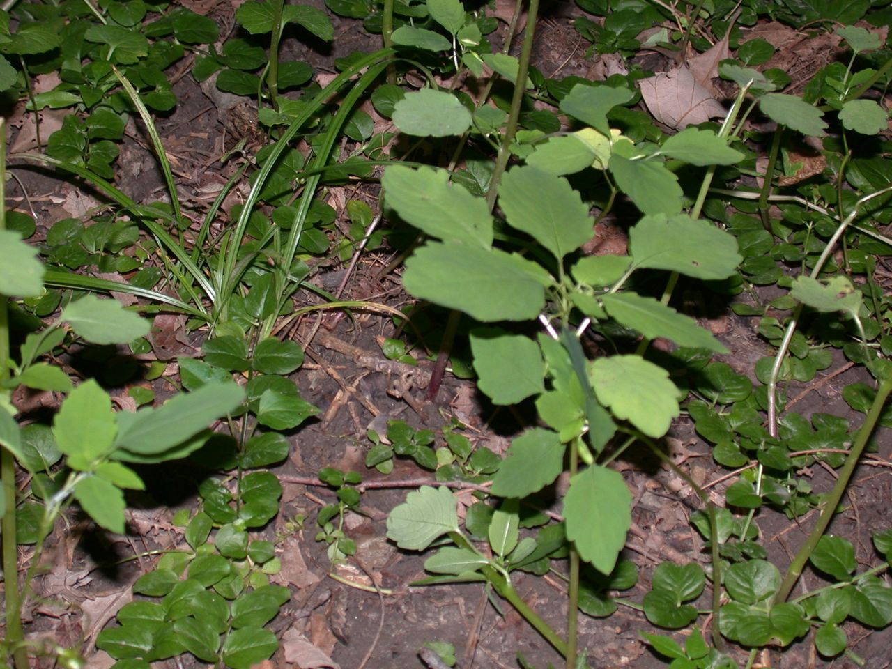 DSCN4107.JPG