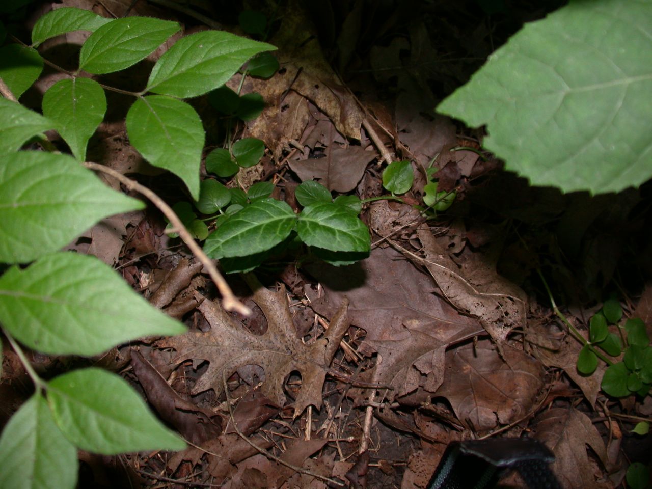 DSCN4126.JPG