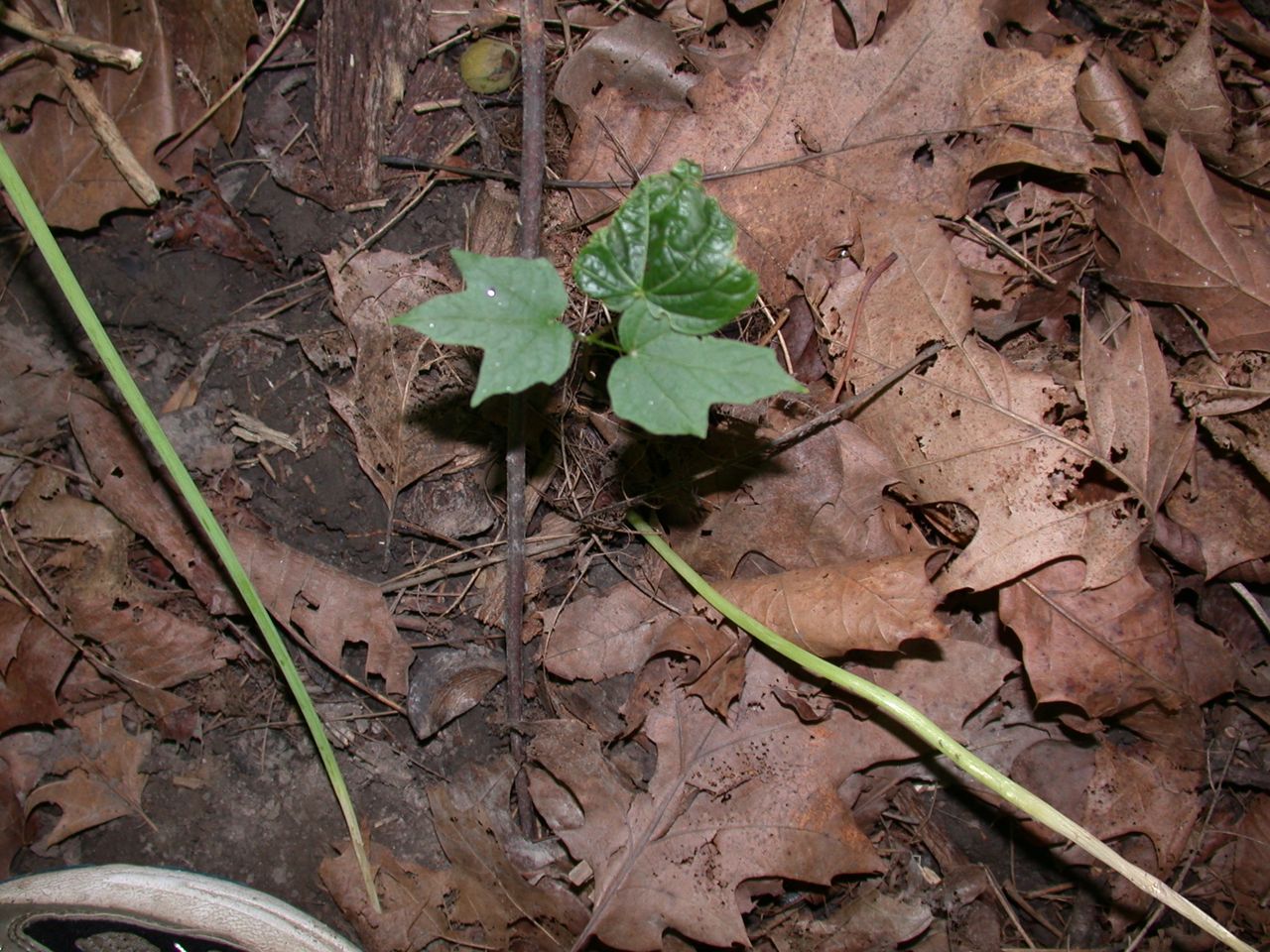 DSCN4127.JPG