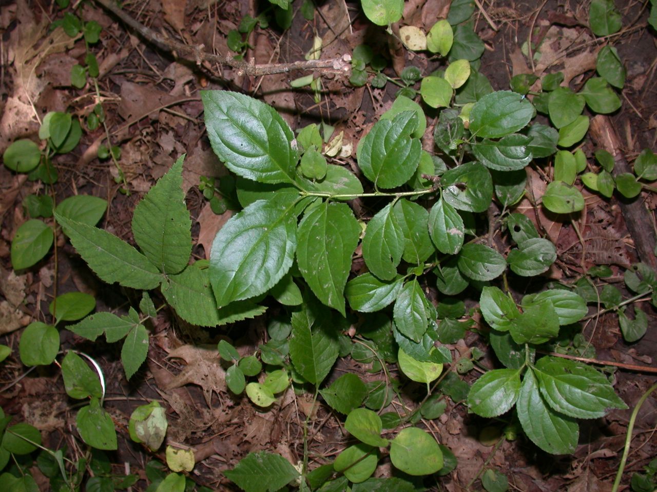 DSCN4128.JPG