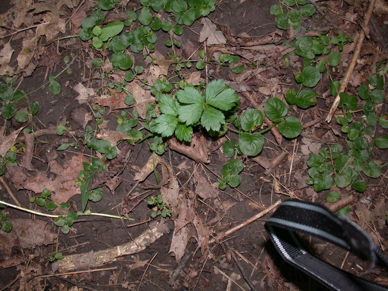 DSCN4129.JPG