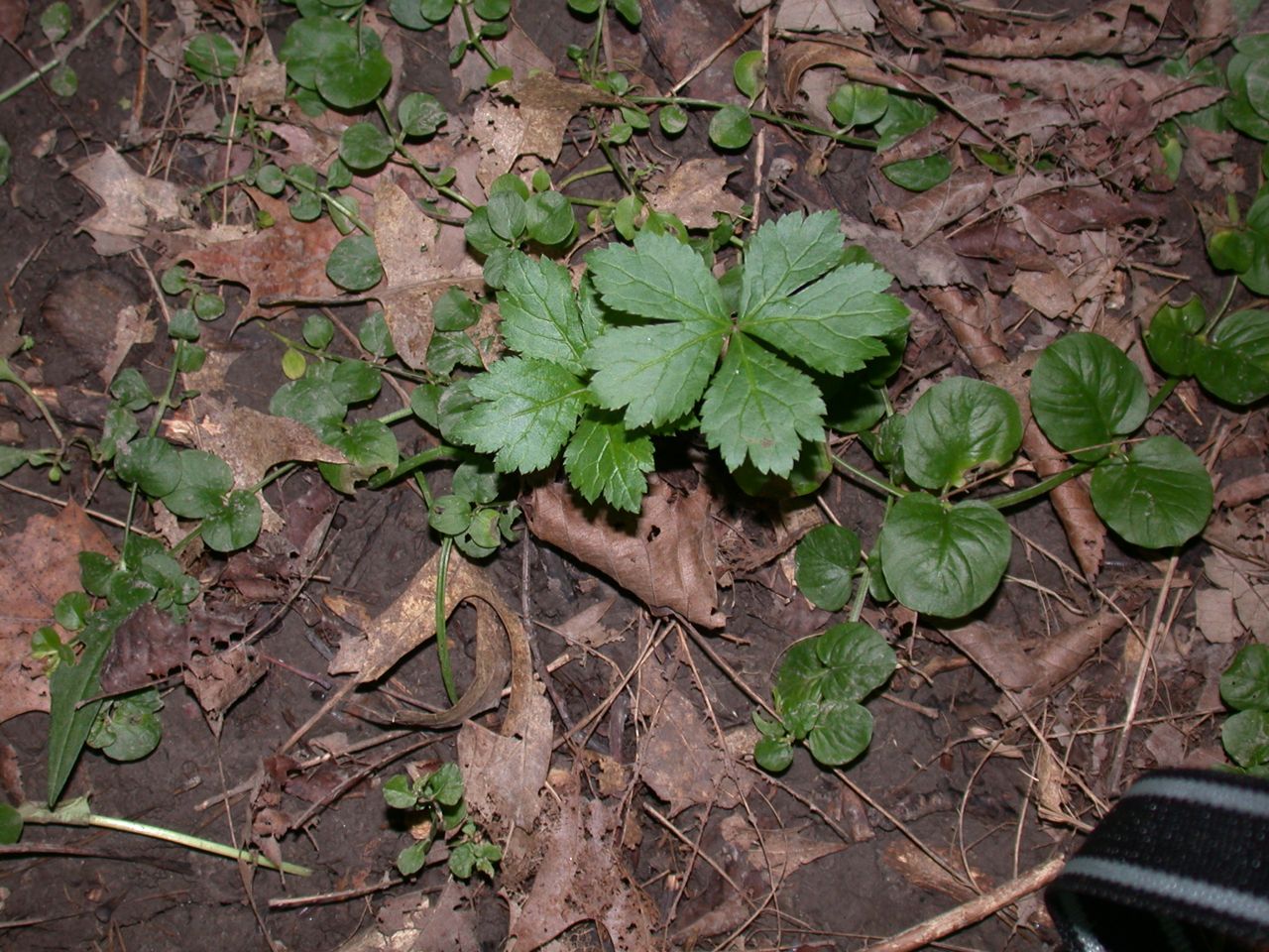 DSCN4130.JPG