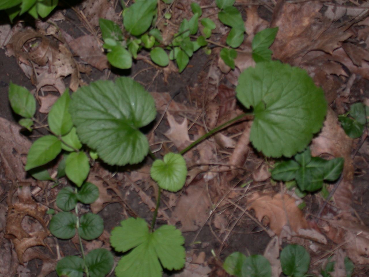 DSCN4131.JPG