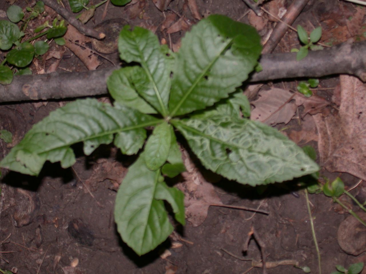 DSCN4132.JPG