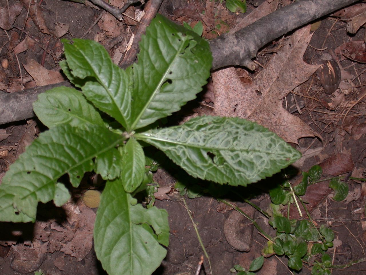 DSCN4133.JPG