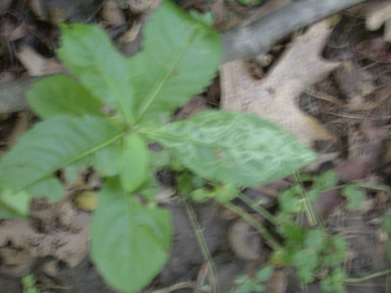 DSCN4134.JPG
