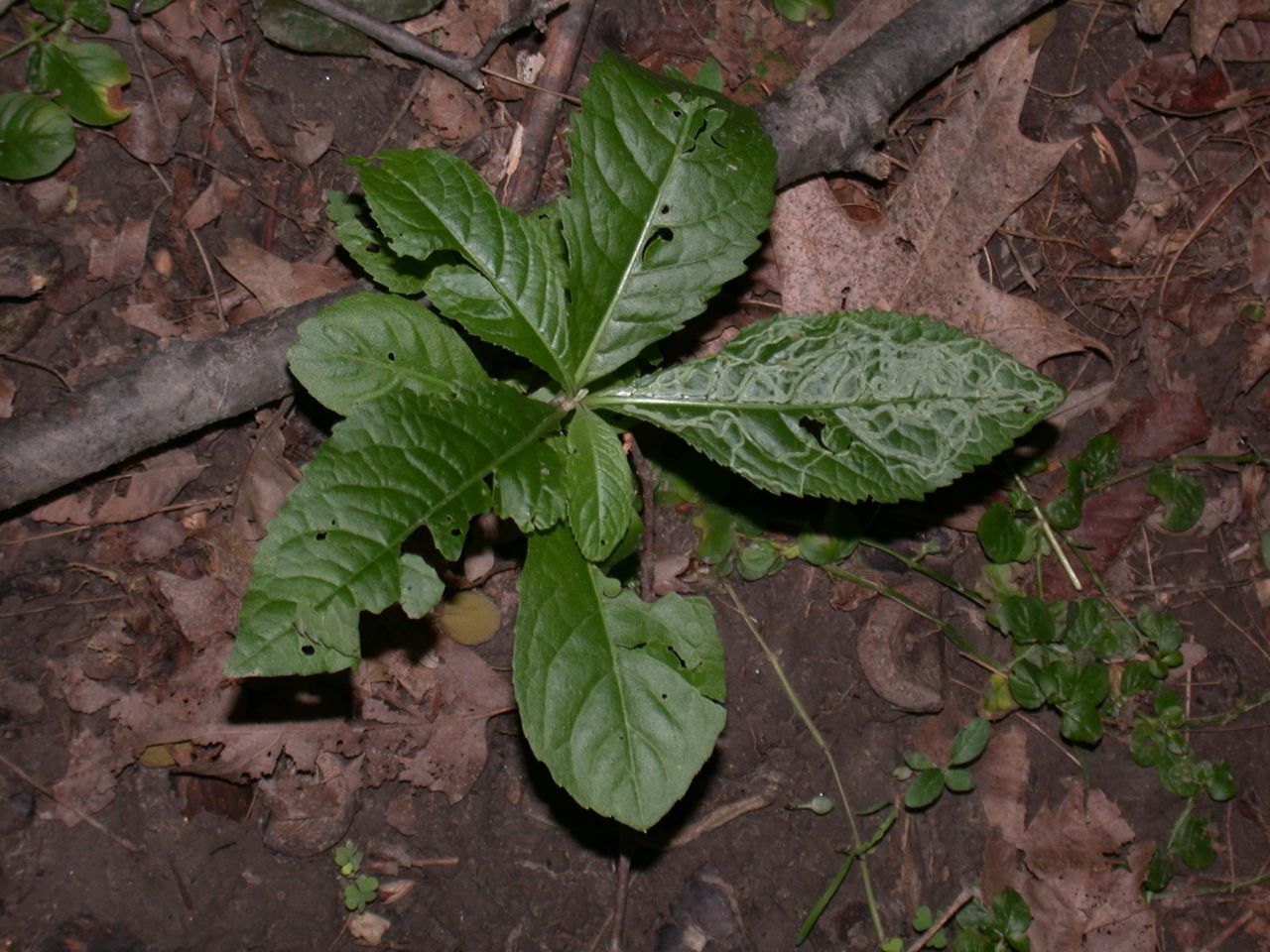 DSCN4135.JPG