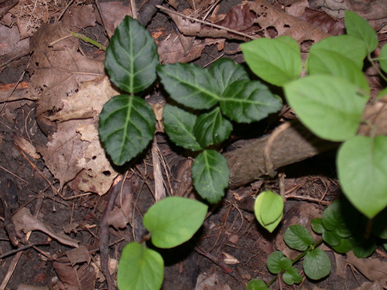 DSCN4136.JPG